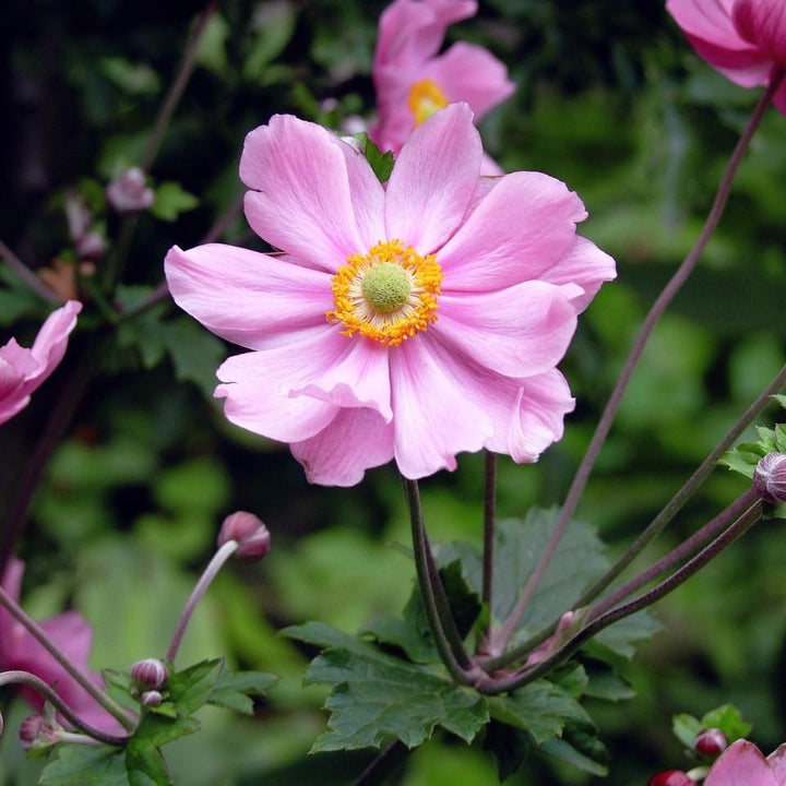 Anemone hupehensis 'Pocahontas' ~ Fantasy™ Pocahontas Anemone