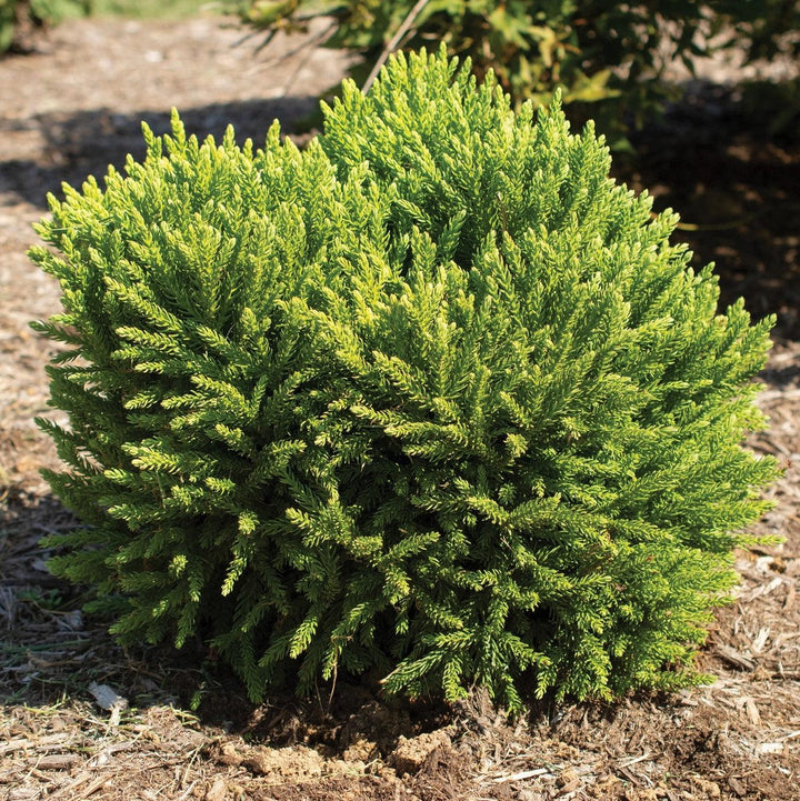 Cryptomeria japonica 'sPg-3-014' ~ Dragon Prince™ Japanese Cedar