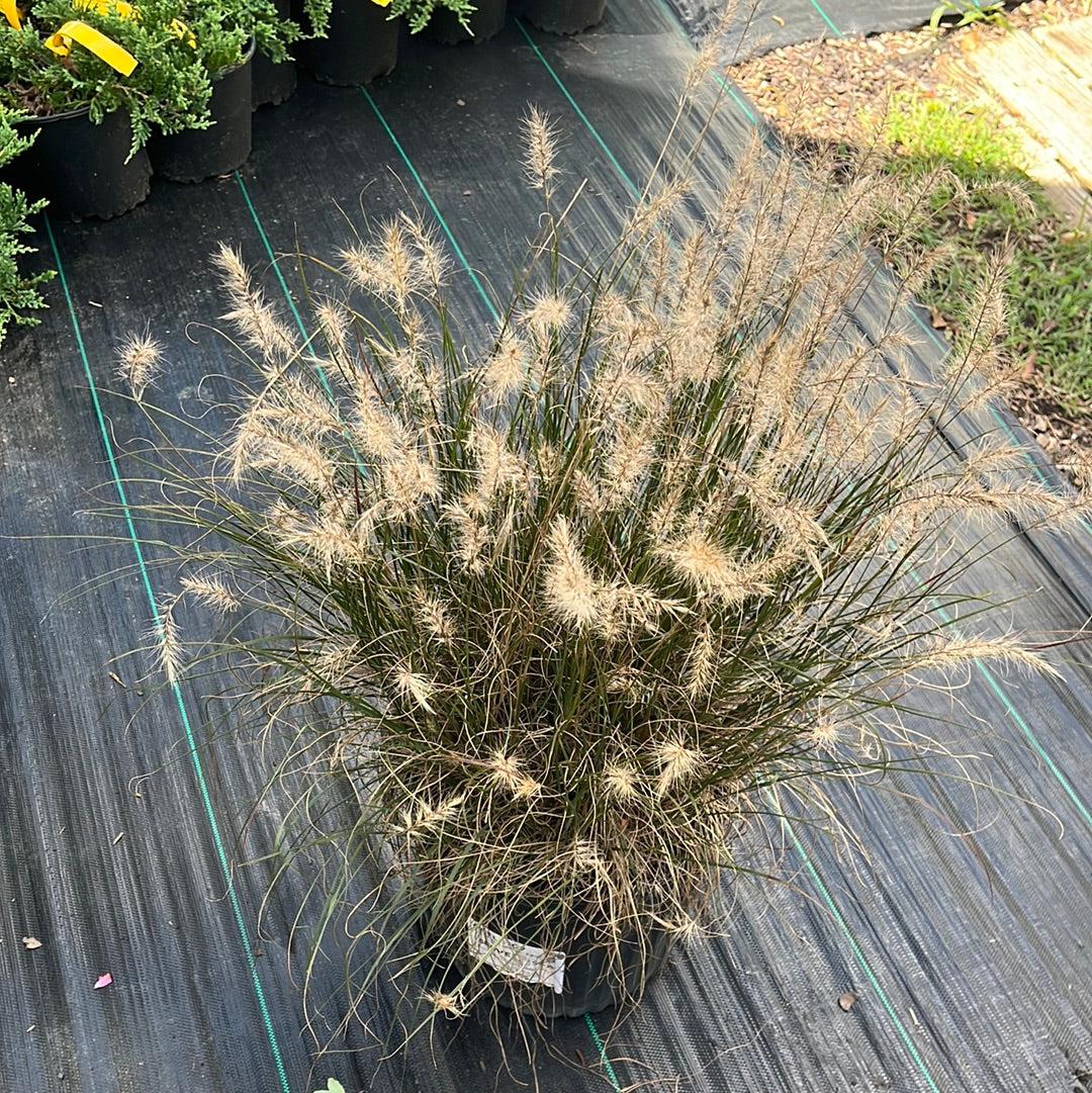 Pennisetum alopecuroides 'Hameln ~ Hameln Fountain Grass