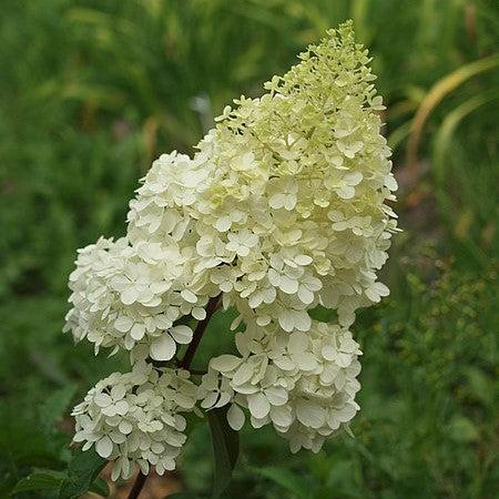 Hortensia paniculata 'Renhy' ~ Hortensia First Editions® Vanilla Strawberry™