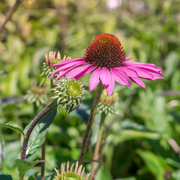 Echinacea purpurea 'Rubinstern' ~ Ruby Star Echinacea