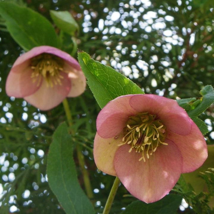 Helleborus x hybridus 'EPB 29' ~ FrostKiss™ Dorothy's Dawn® Lenten Rose