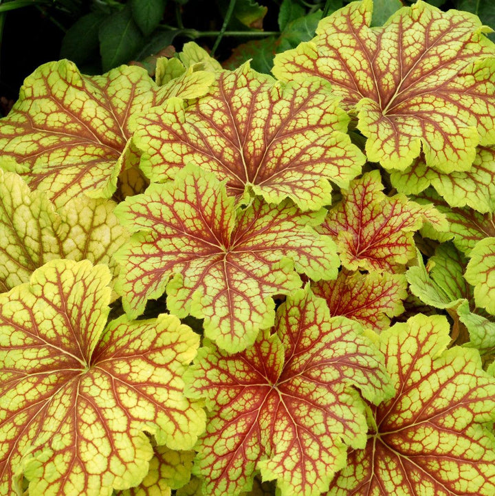 Heuchera 'Red Lightning' ~ Red Lightning Coral Bells