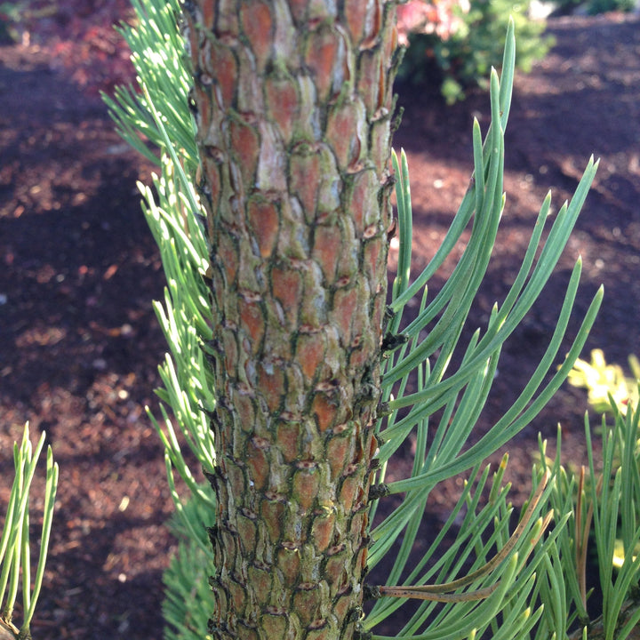 Pinus nigra 'Oregon Green' ~ Oregon Green Black Pine
