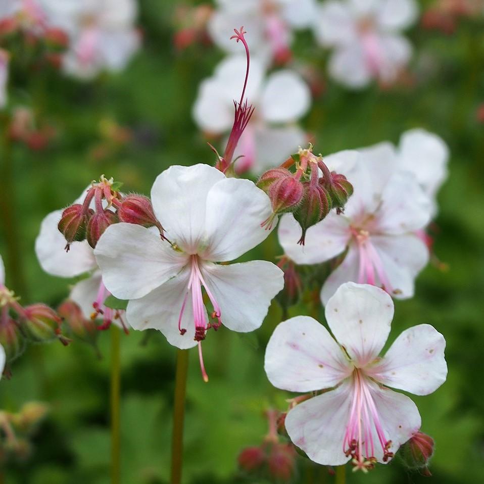 Geranium x cantabrigiense 'Biokovo' ~ Biokovo Cranesbill