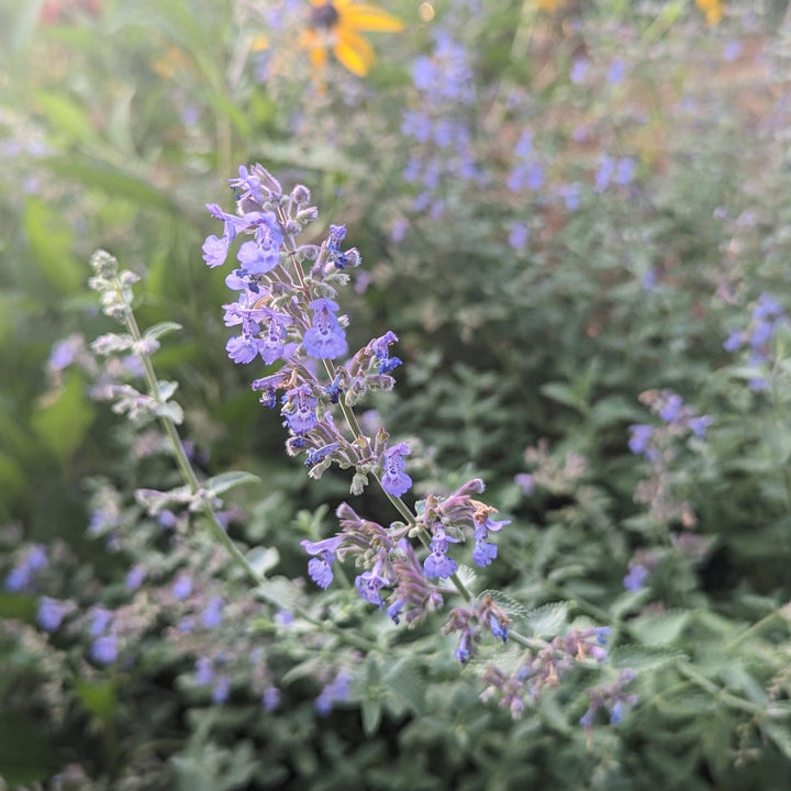 Nepeta racemosa 'Walker's Low' ~ Walker's Low Catmint