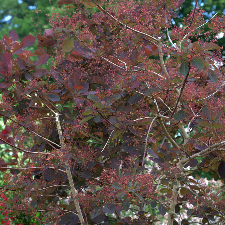 Cotinus coggygria 'Grace' ~ Grace Smoketree