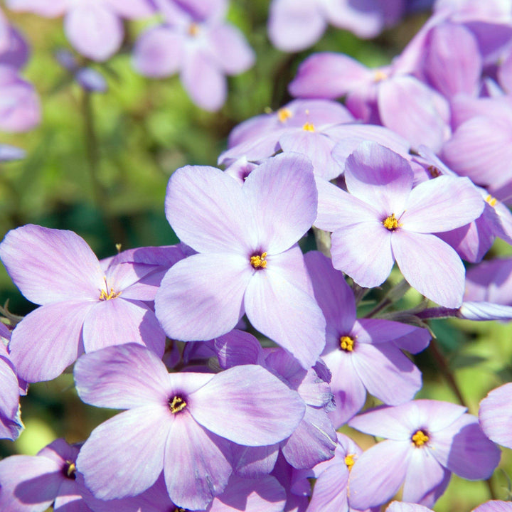 Phlox stolonifera 'Sherwood Purple' ~ Sherwood Purple Creeping Phlox