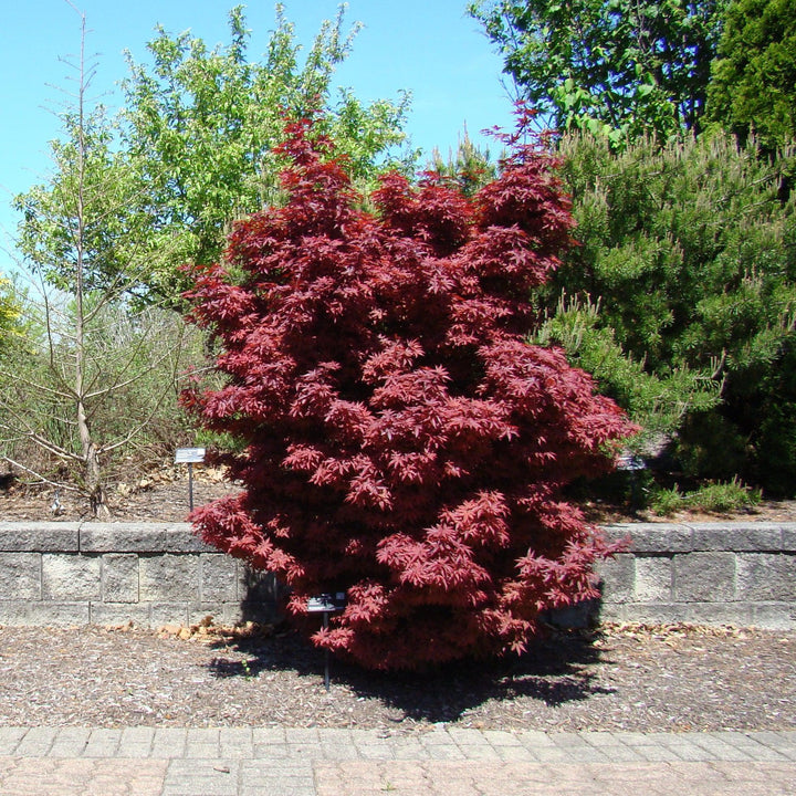 Acer palmatum 'Twombly's Red Sentinel' ~ Twombly's Japanese Maple