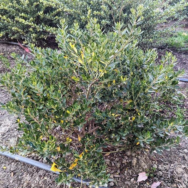 Ilex glabra 'Alexander' ~ Forever Emerald™ Inkberry