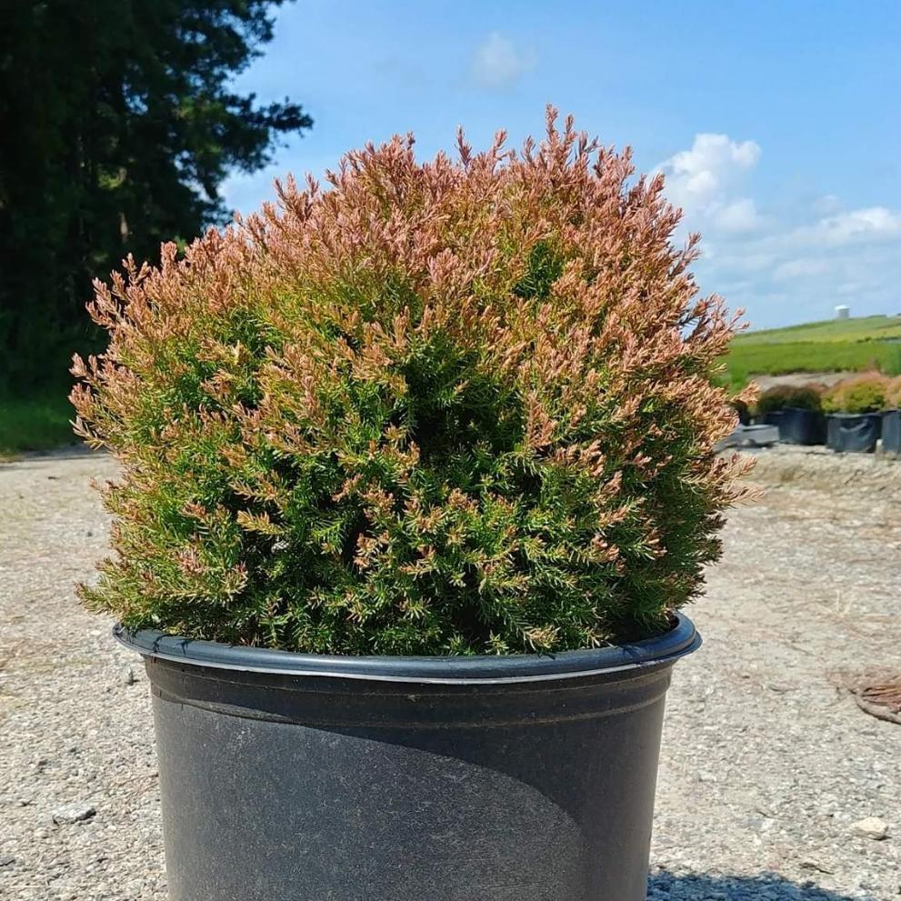 Thuja occidentalis 'Congabe' PP19,009 ~ Fire Chief™ Globe Arborvitae