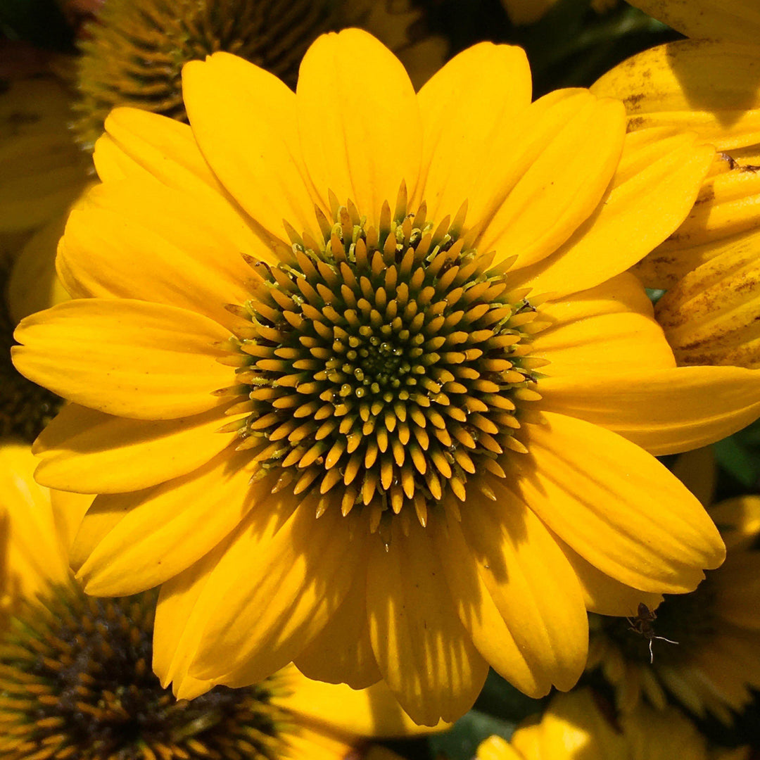 Echinacea 'Balsompocel' ~ Sombrero® Poco Yellow Coneflower