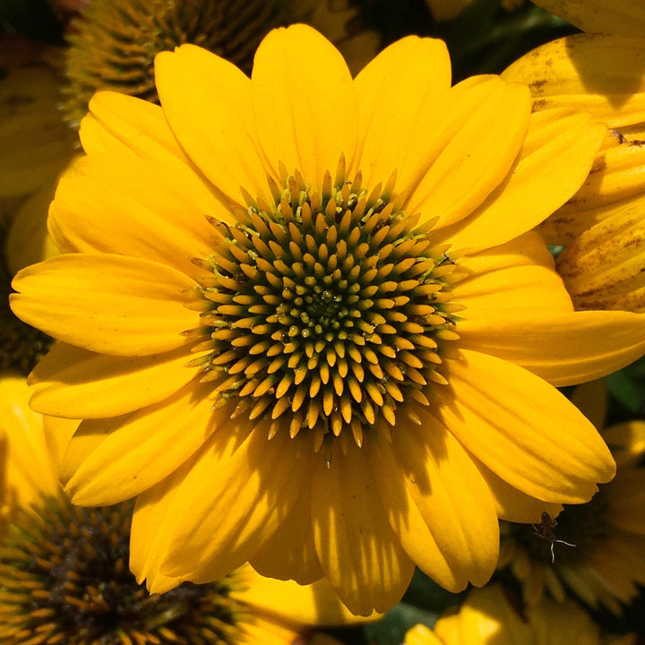 Echinacea 'Balsompocel' ~ Sombrero® Poco Yellow Coneflower