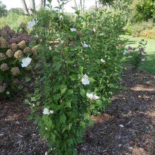 Hibiscus syriacus 'Gandini van Aart' ~ PW® White Pillar® Rose of Sharon