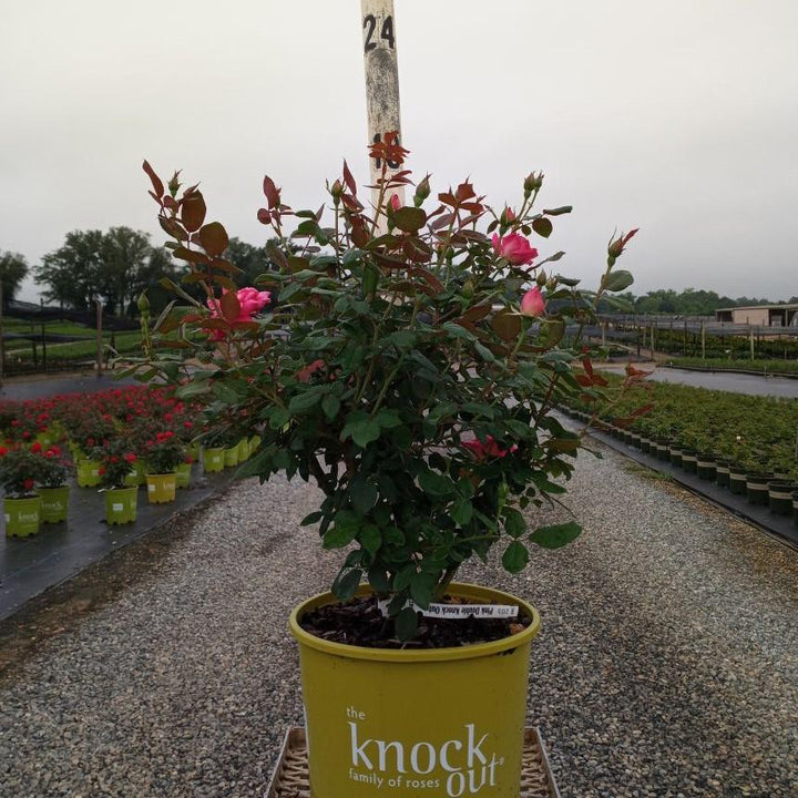 Rosa 'Radtkopink' PP 18,507 ~ Rosa doble rosa Knock Out®