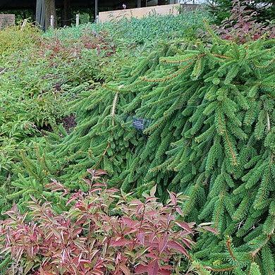 Picea abies 'Pendula' ~ Weeping Norway Spruce