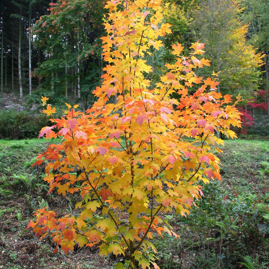 Acer saccharum 'Legacy' ~ Legacy Sugar Maple