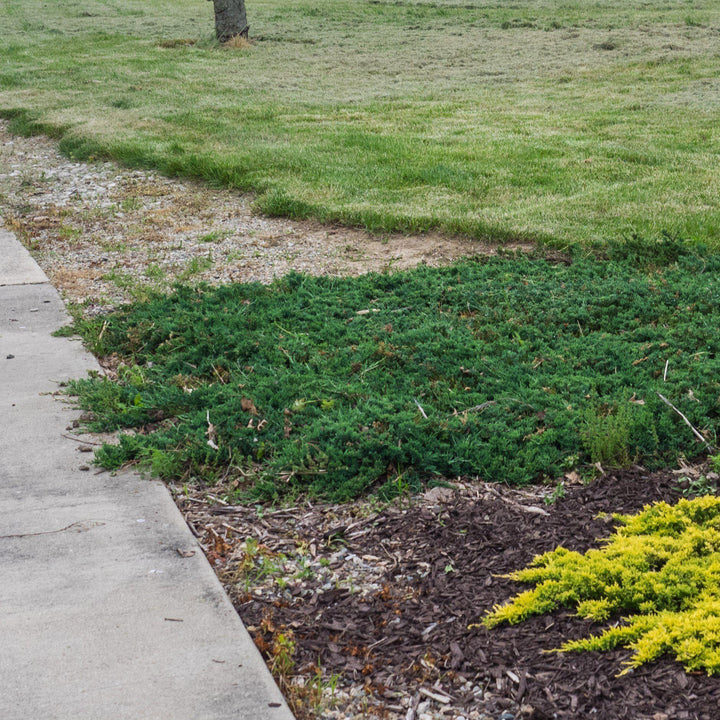 Juniperus horizontalis 'Wiltonii' ~ Blue Rug Juniper