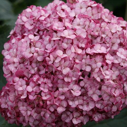 Hydrangea arborescens 'NCHA7' PP 30,358 ~ Invincibelle Mini Mauvette® Smooth Hydrangea