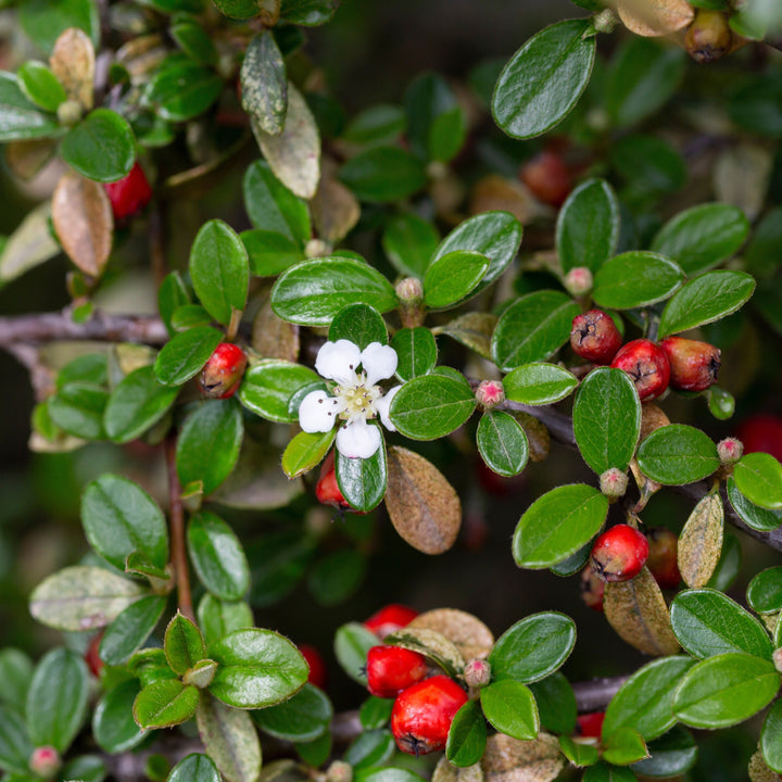 Cotoneaster salicifolius 'Líder Escarlata' ~ Líder Escarlata Cottoneaster 