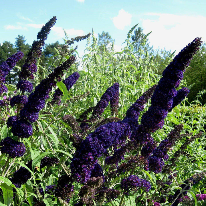 Buddleia 'Caballero Negro' ~ Arbusto Mariposa Caballero Negro