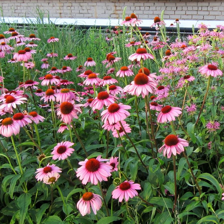 Echinacea purpurea 'Magnus' ~ Magnus Echinacea, Coneflower