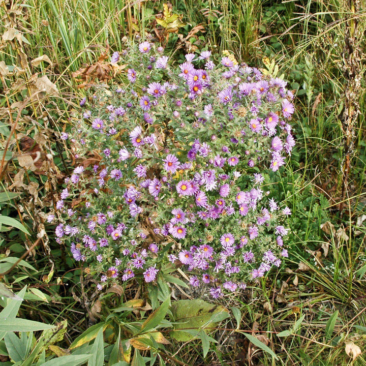 Aster novae-angliae ~ New England Aster