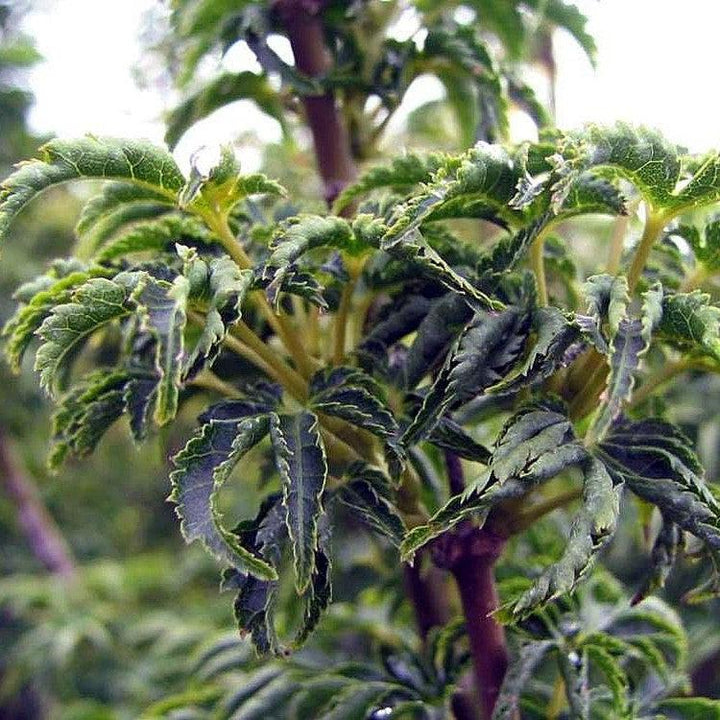 Acer palmatum 'Shishigashira' ~ Lion Head Japanese Maple