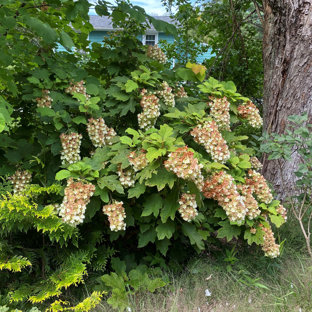 Hydrangea quercifolia 'Snowcicle' ~ Snowcicle Hydrangea