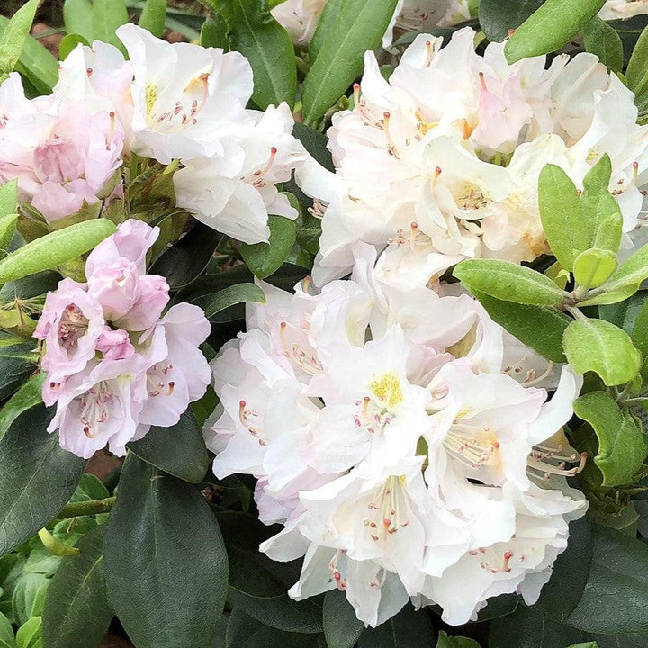 Rhododendron catawbiense 'Álbum' ~ White Catawba Rhododendron