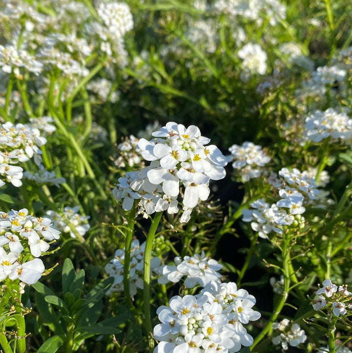 Iberis sempervirens 'Alexander's White' ~ Alexander's White Candytuft