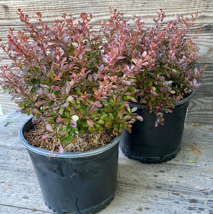 Berberis thunbergii 'Pygmy carmesí' ~ Agracejo pigmeo carmesí