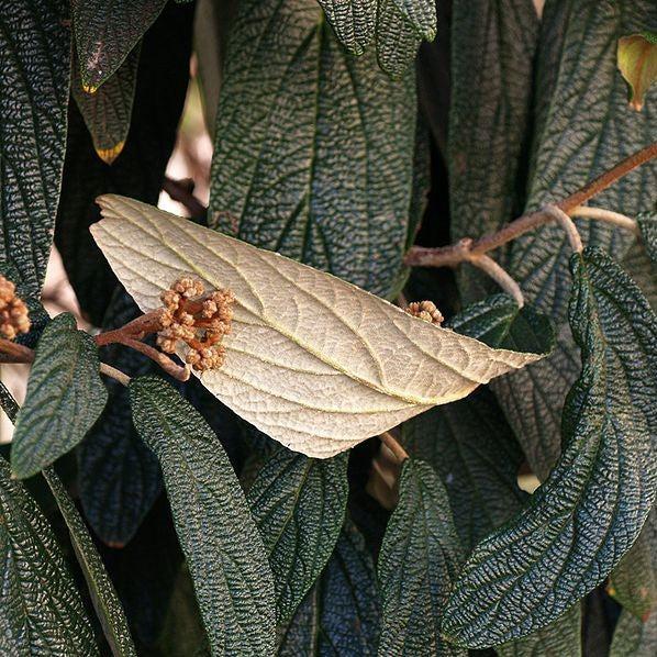 Viburnum rhytidophyllum ~ Viburnum de hoja de cuero