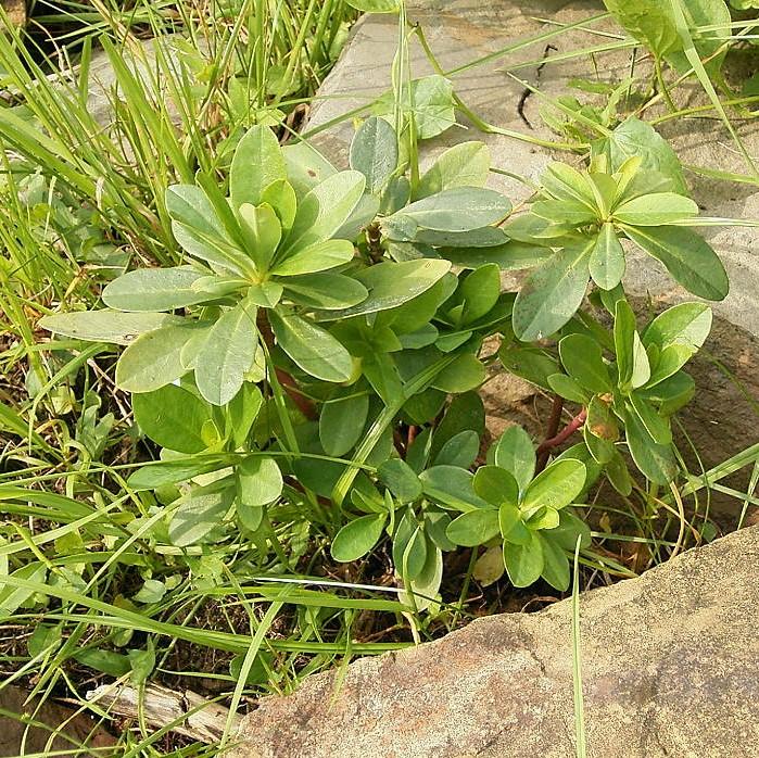 Euphorbia amygdaloides var. robbiae  ~ Wood Spurge