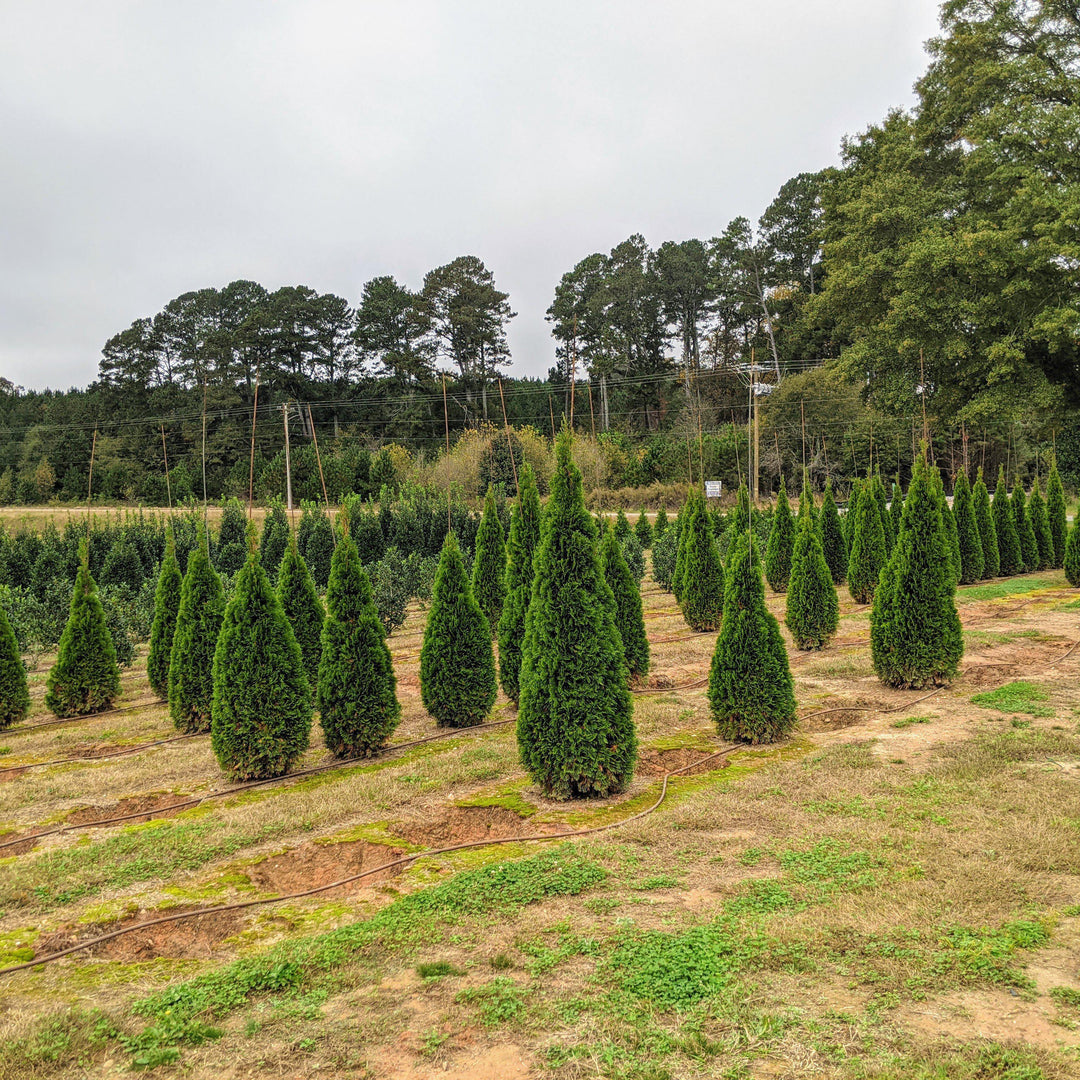 Thuja occidentalis 'Smaragd' ~ Arborvitae verde esmeralda