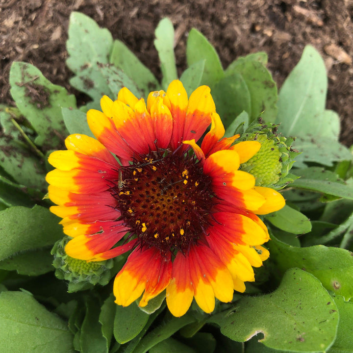 Gaillardia aristata 'Spintop Red Starburst' ~ Spintop™ Red Starburst Blanket Flower