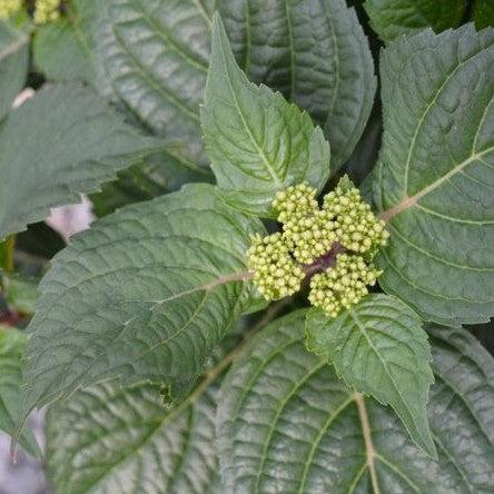 Hydrangea macrophylla 'Bailmacsix' ~ Endless Summer® Pop Star® Hydrangea