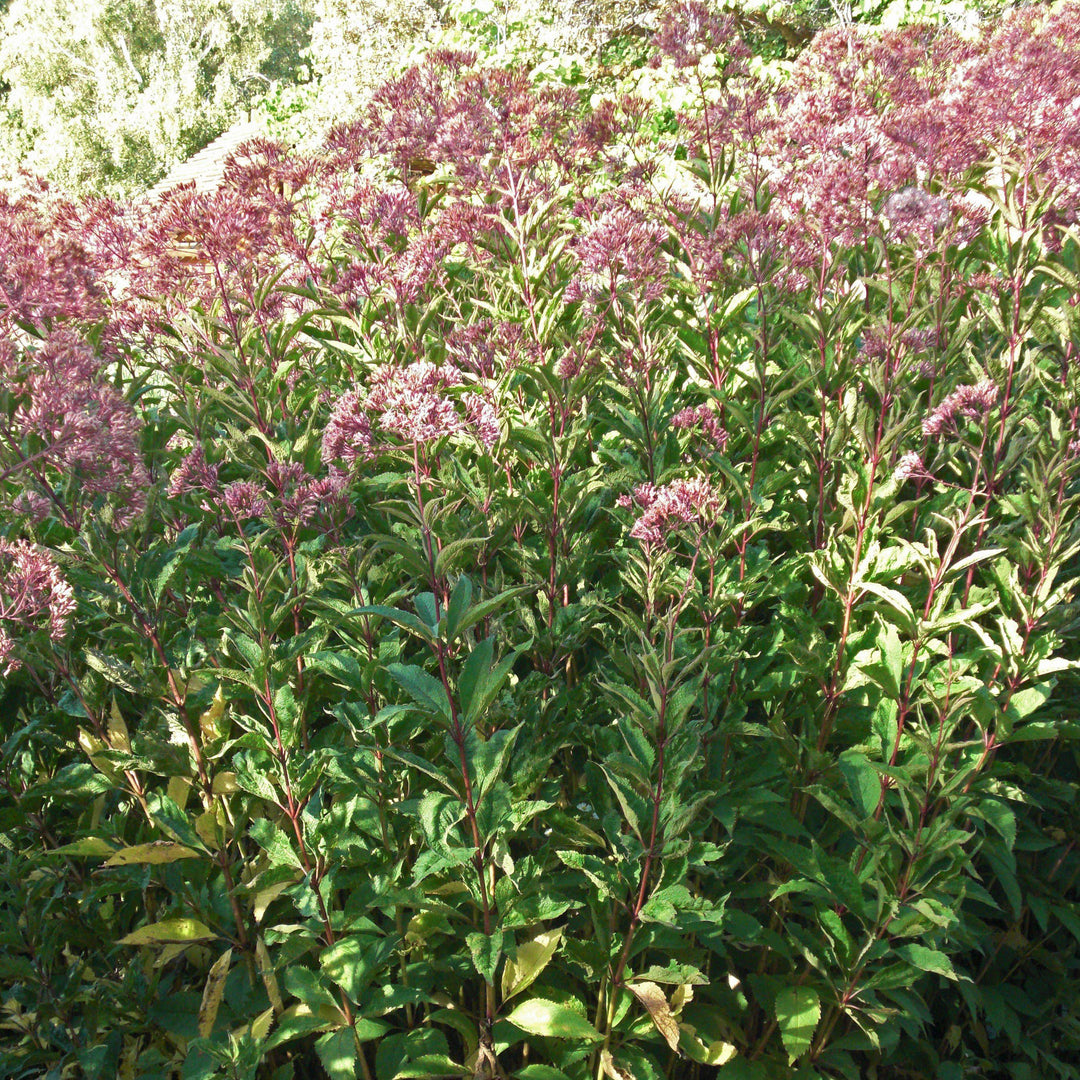 Eutrochium maculatum 'Gateway' ~ Gateway Joe Pye Weed