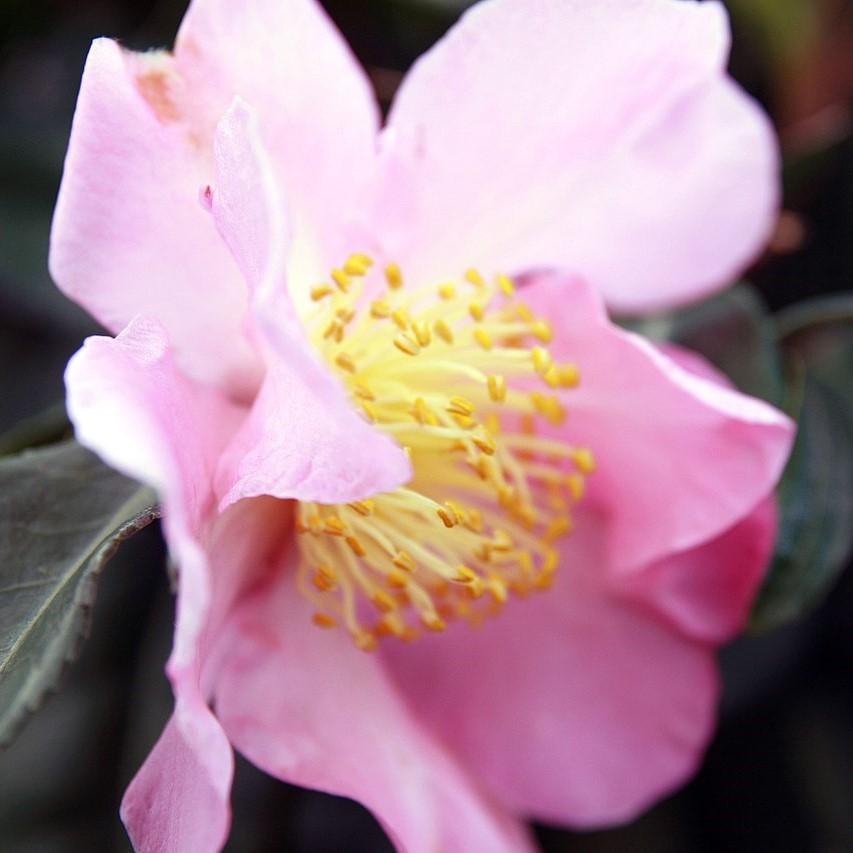 Camellia sasanqua 'Estrella de invierno' ~ Camelia estrella de invierno