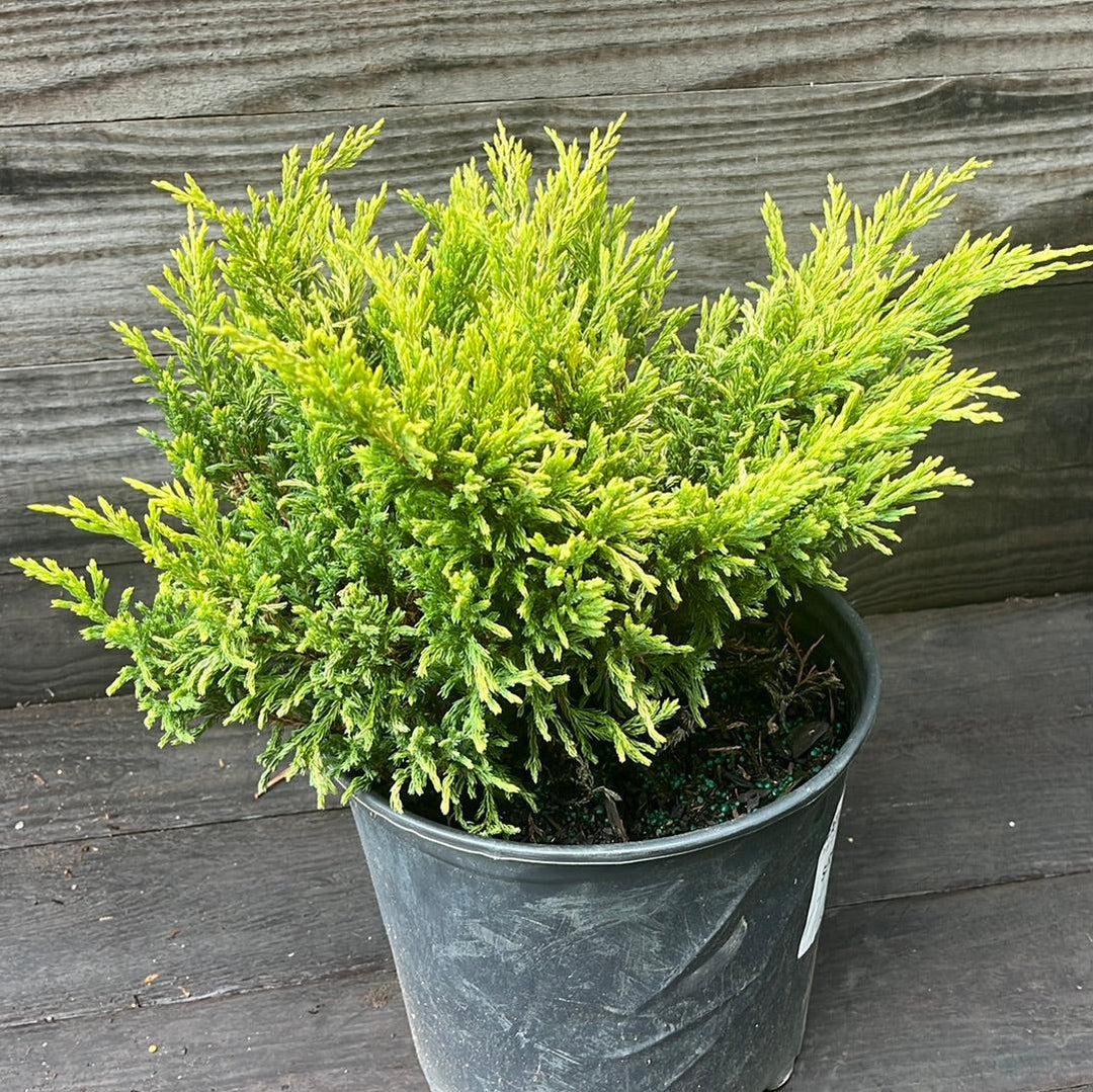 Juniperus horizontalis 'Limeglow' ~ Enebro rastrero Limeglow