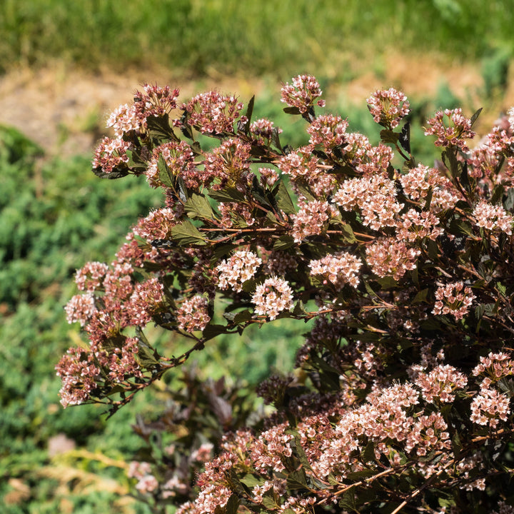 Physocarpus opulifolius 'Donna May' ~ Little Devil™ Ninebark