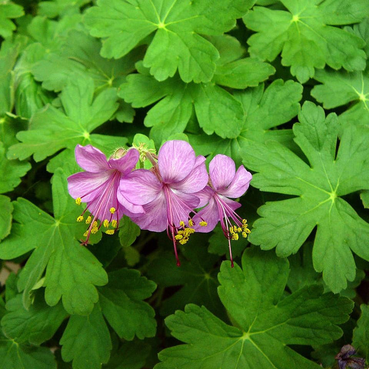 Geranium macrorrhizum 'Bevan's Variety' ~ Bevan's Variety Bigroot Cranesbill