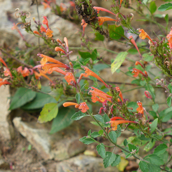 Agastache ‘Kudos Mandarin’ ~ Kudos™ Mandarin Hummingbird Mint, Hyssop