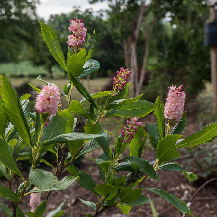 Clethra alnifolia 'Ruby Spice' ~ Ruby Spice Summersweet