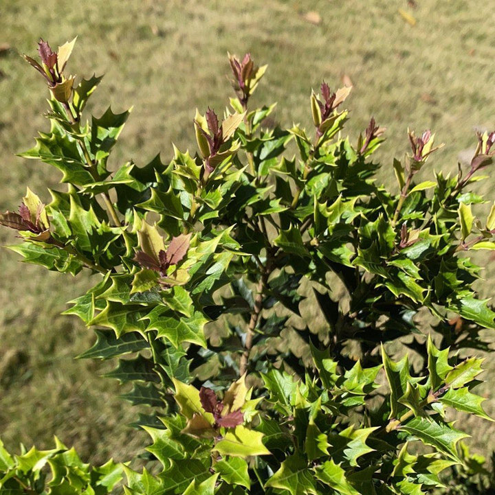 Osmanthus heterophyllus 'sPg-3-021' ~ Party Lights False Holly