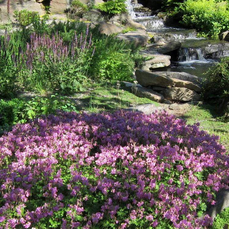 Geranium x cantabrigiense 'Karmina' ~ Karmina Cranesbill, Hardy Geranium