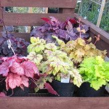 Heuchera 'Electric Lime' ~ Electric Lime Coral Bells