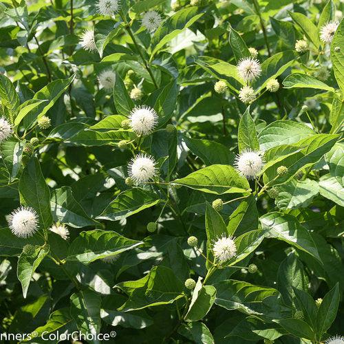 Cephalanthus occidentalis 'SMCOSS' ~ Sugar Shack® Buttonbush