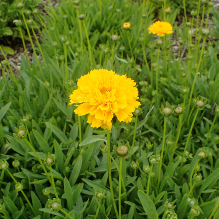 Coreopsis grandiflora 'Early Sunrise' ~ Early Sunrise Giant Tickseed