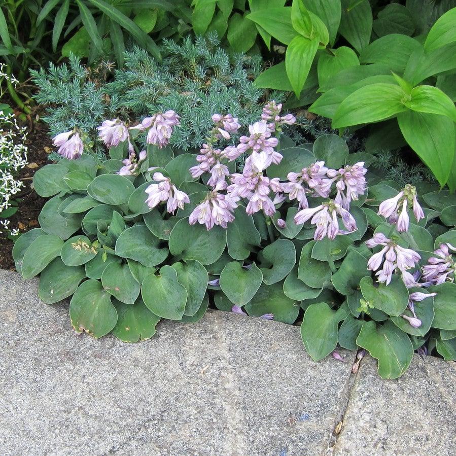 Hosta 'Blue Mouse Ears' ~ Blue Mouse Ears Hosta